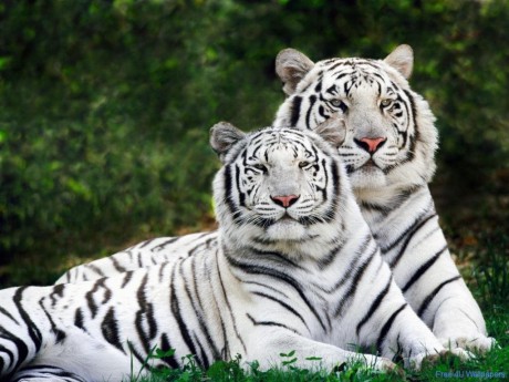 White-Tigers-wild-animals-2688151-1024-768