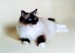 Seal%20Point%20Mitted%20Ragdoll%20Cat